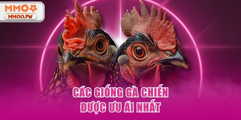 Các giống gà chiến được ưu ái nhất Các giống gà chiến được ưu ái nhất