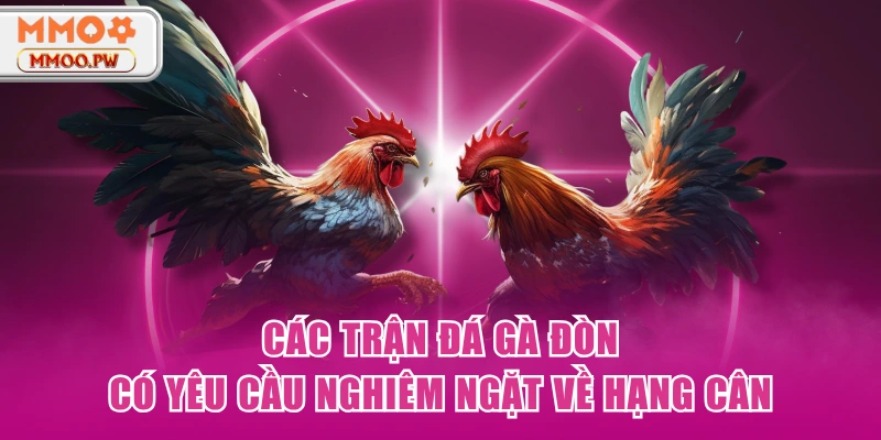 Các trận đá gà đòn có yêu cầu nghiêm ngặt về hạng cân Các trận đá gà đòn có yêu cầu nghiêm ngặt về hạng cân
