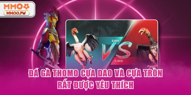 Đá gà Thomo cựa dao và cựa tròn rất được yêu thích Đá gà Thomo cựa dao và cựa tròn rất được yêu thích
