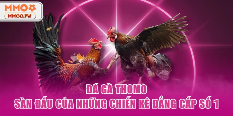 Đá Gà Thomo - Sàn Đấu Của Những Chiến Kê Đẳng Cấp Số 1