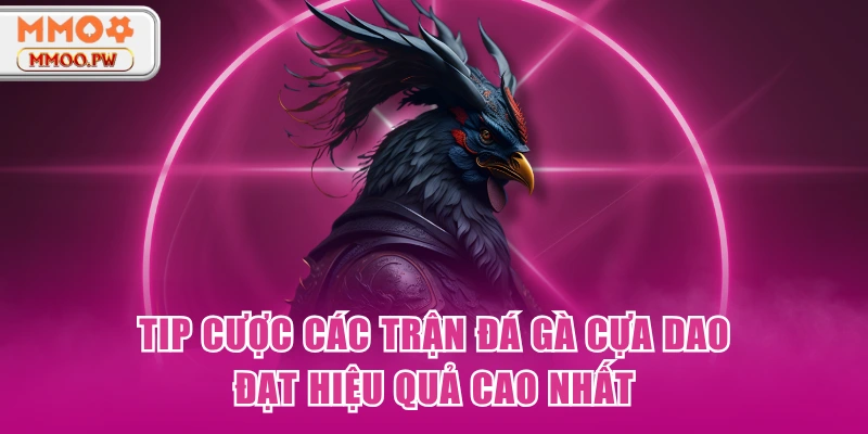 Tổng hợp chú ý quan trọng cho sư kê Tổng hợp chú ý quan trọng cho sư kê