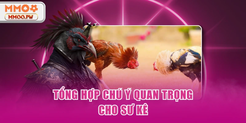 Tip cược các trận đá gà cựa dao đạt hiệu quả cao nhất Tip cược các trận đá gà cựa dao đạt hiệu quả cao nhất