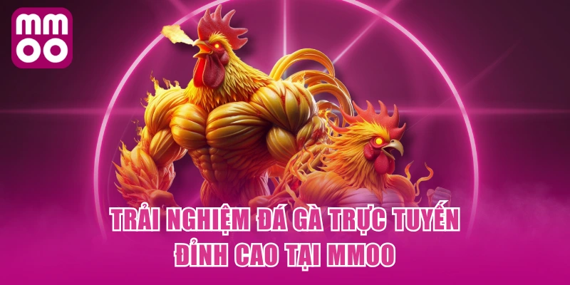 Trải nghiệm đá gà trực tuyến đỉnh cao tại MMOO Trải nghiệm đá gà trực tuyến đỉnh cao tại MMOO